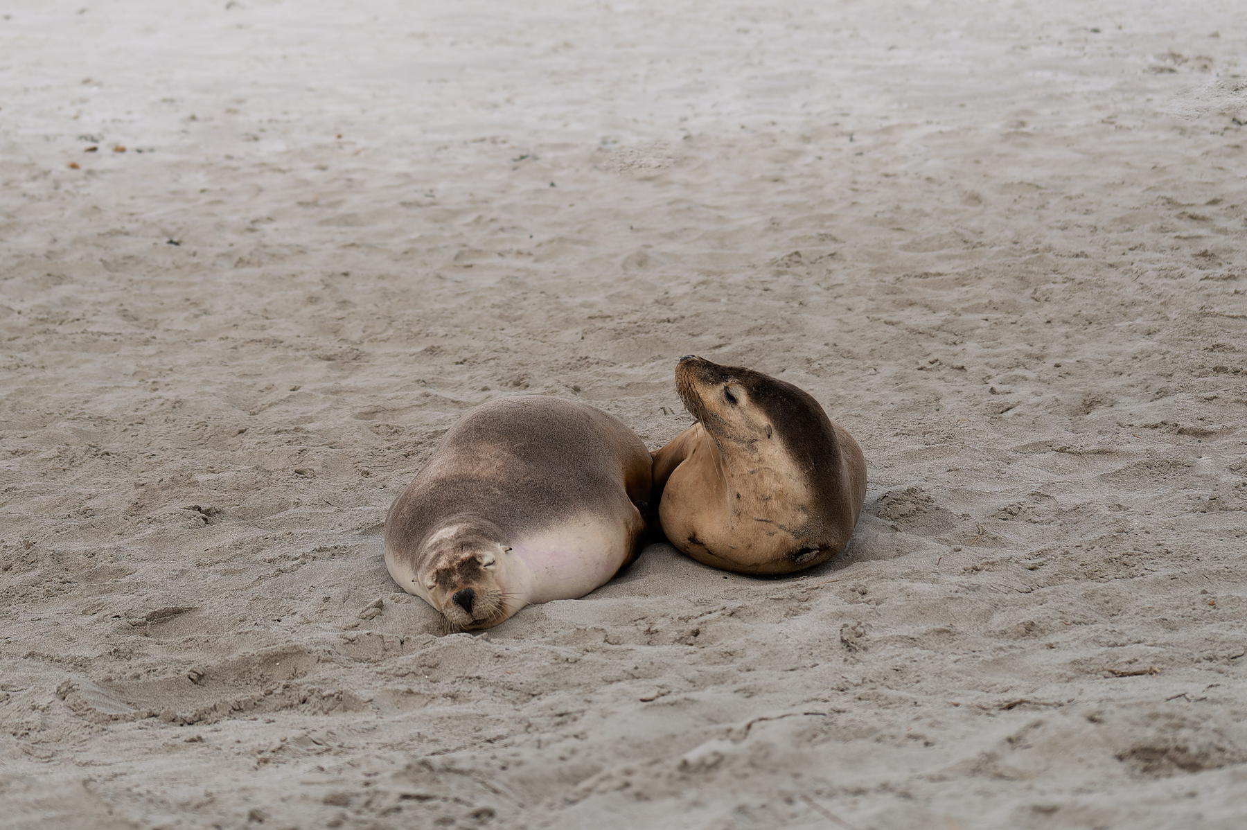 Seals relaxing on the beach.