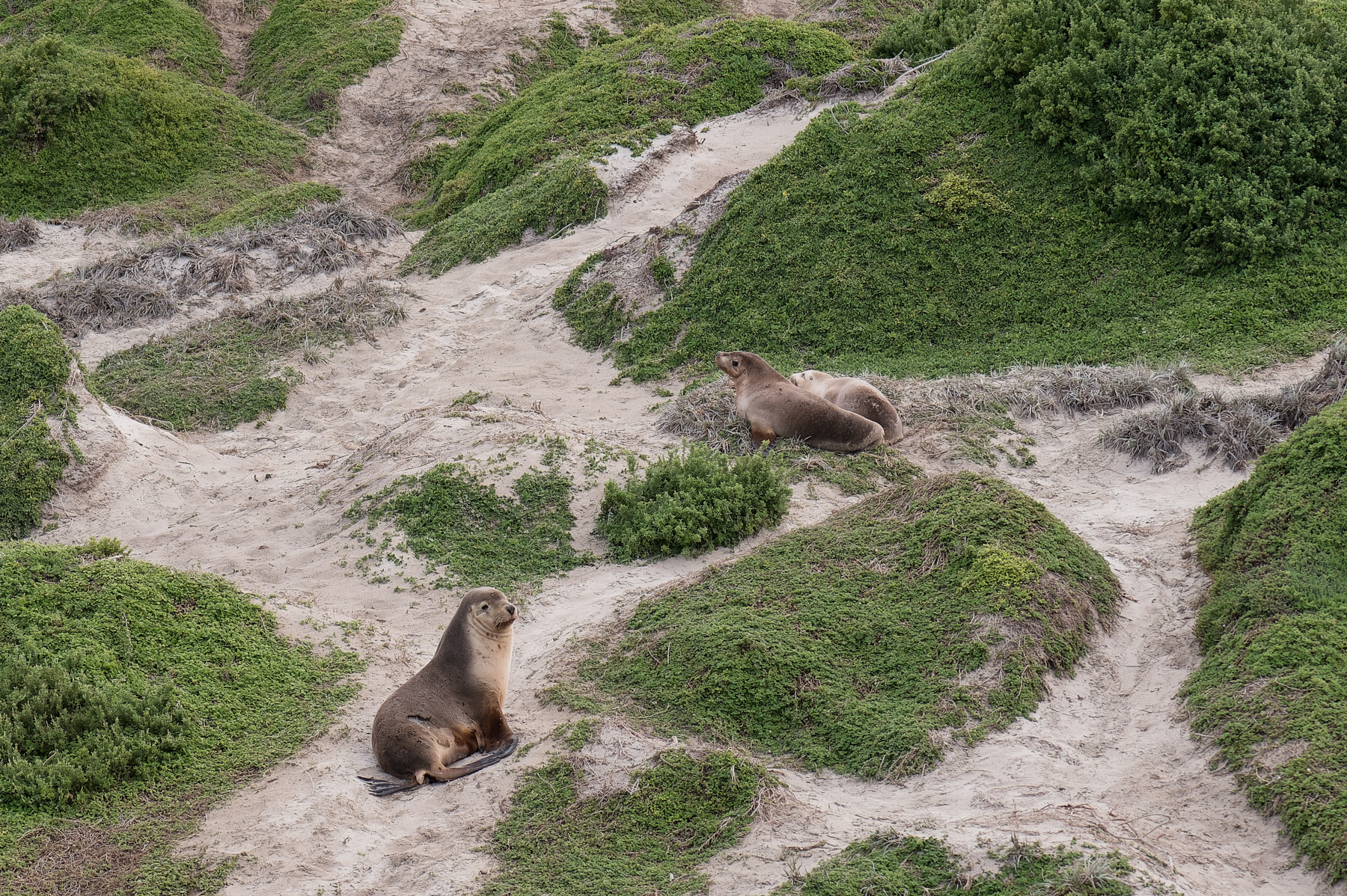 Seals relaxing.