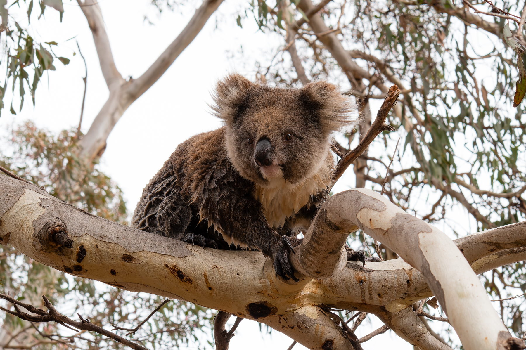 A (slightly wet) koala.