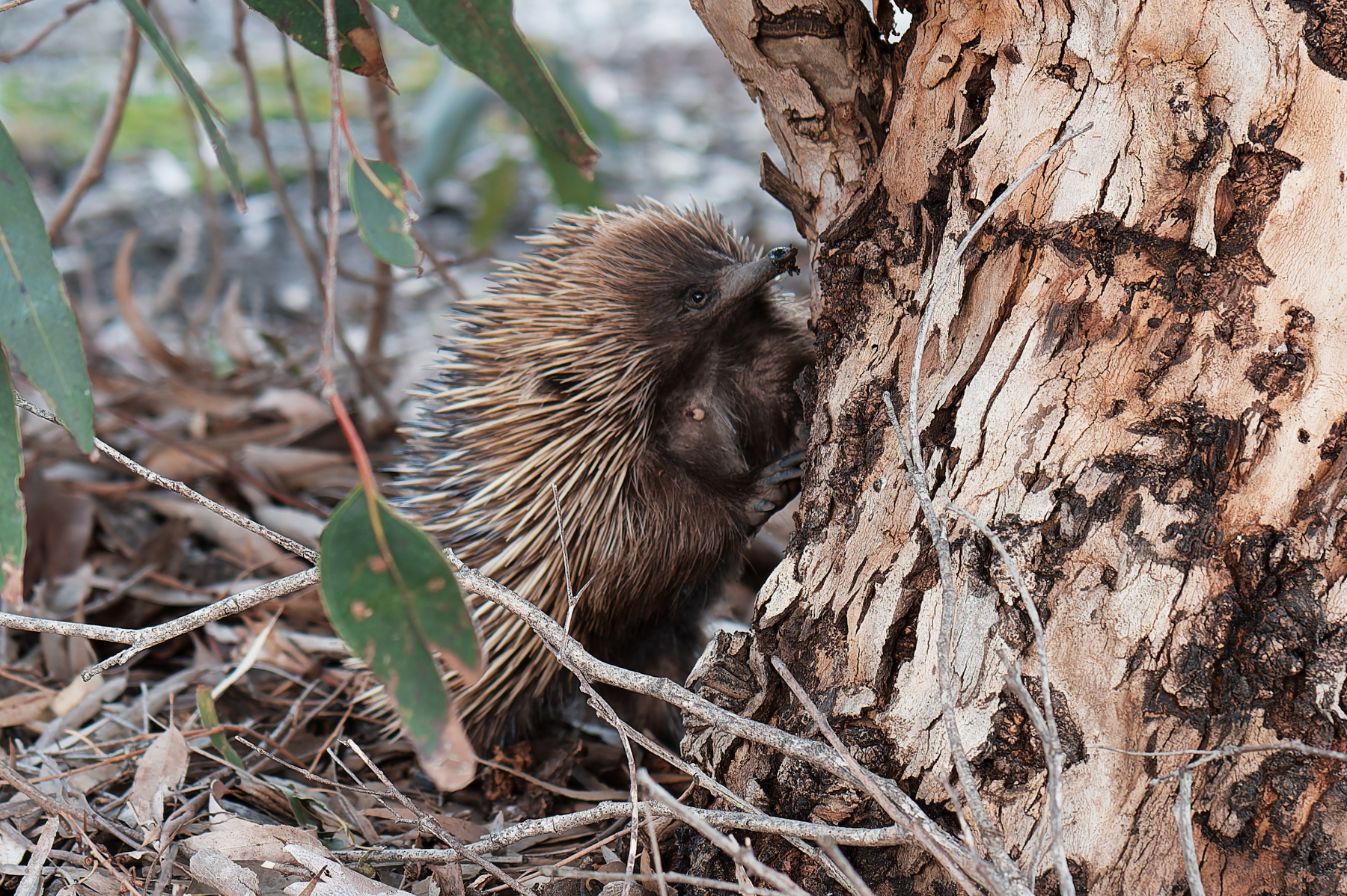 A mother echidna with a baby puggle in her pouch.
