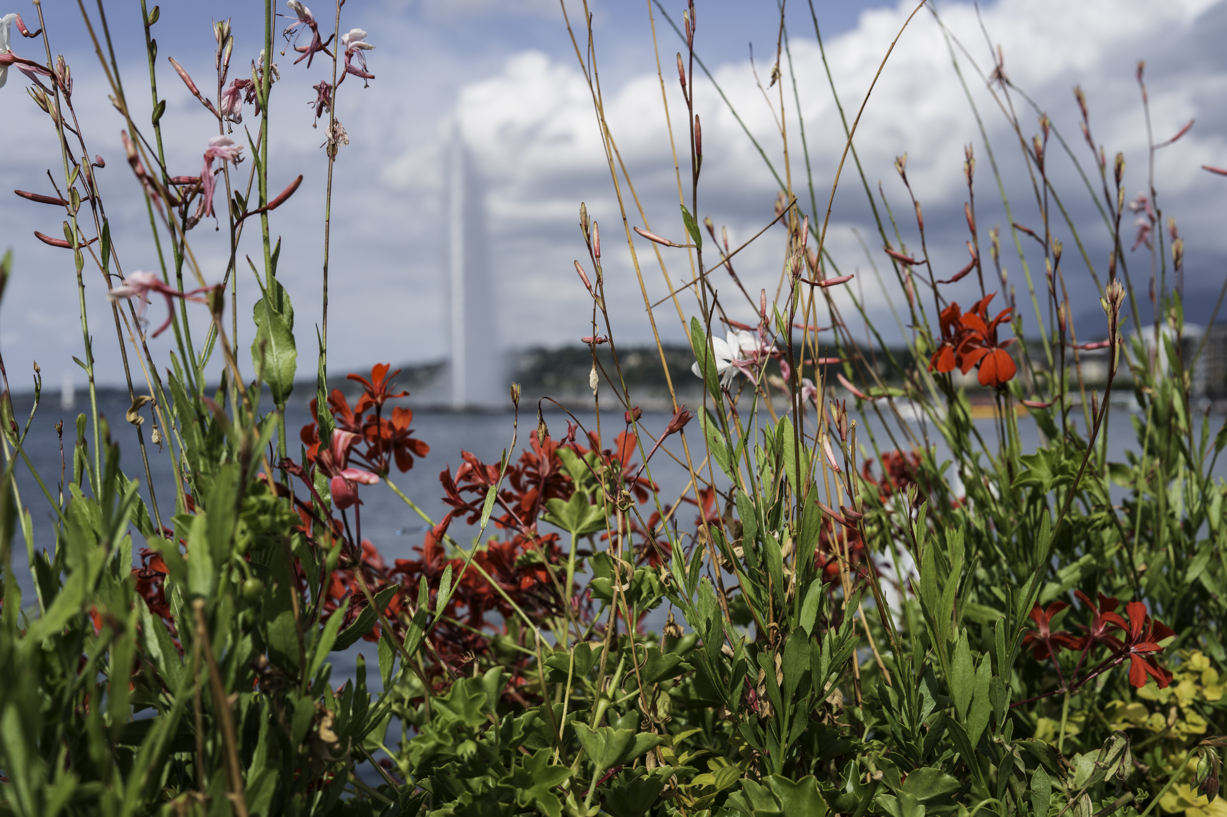 Looking at the Jet d'Eau de Genève through the pretty Geranium and Gaura flowers on the shore line.