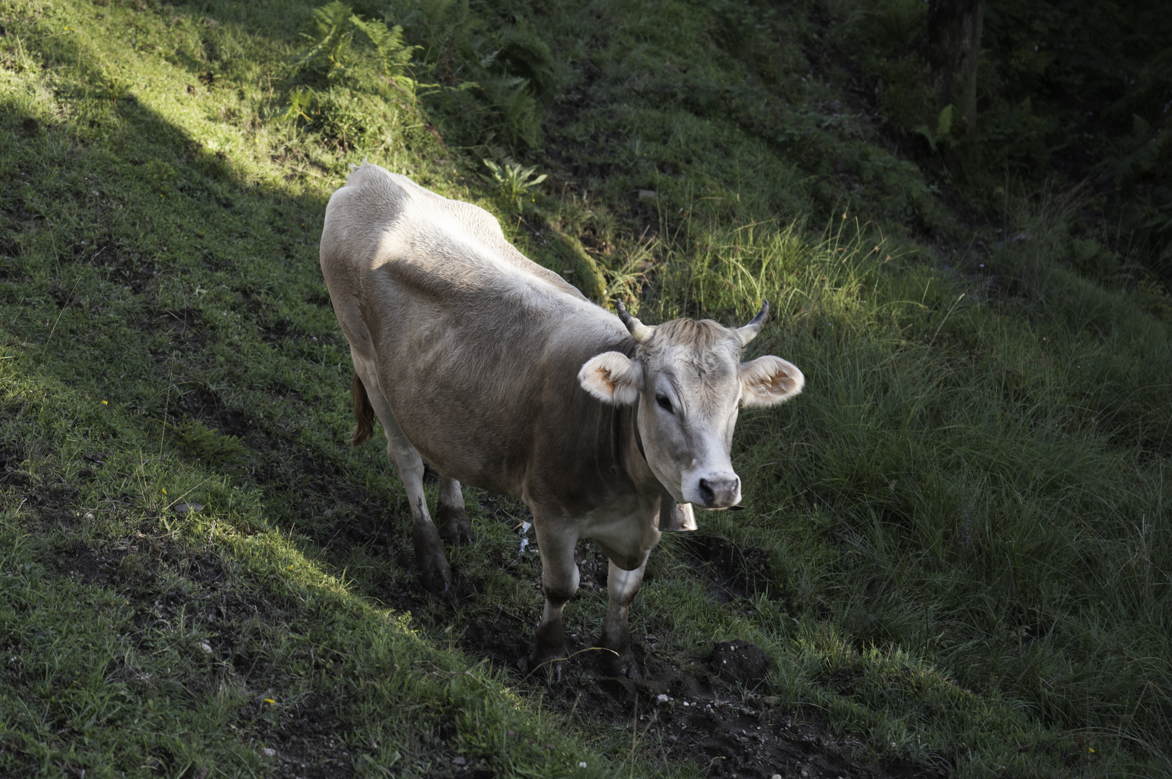 A cow by the side of the railway.