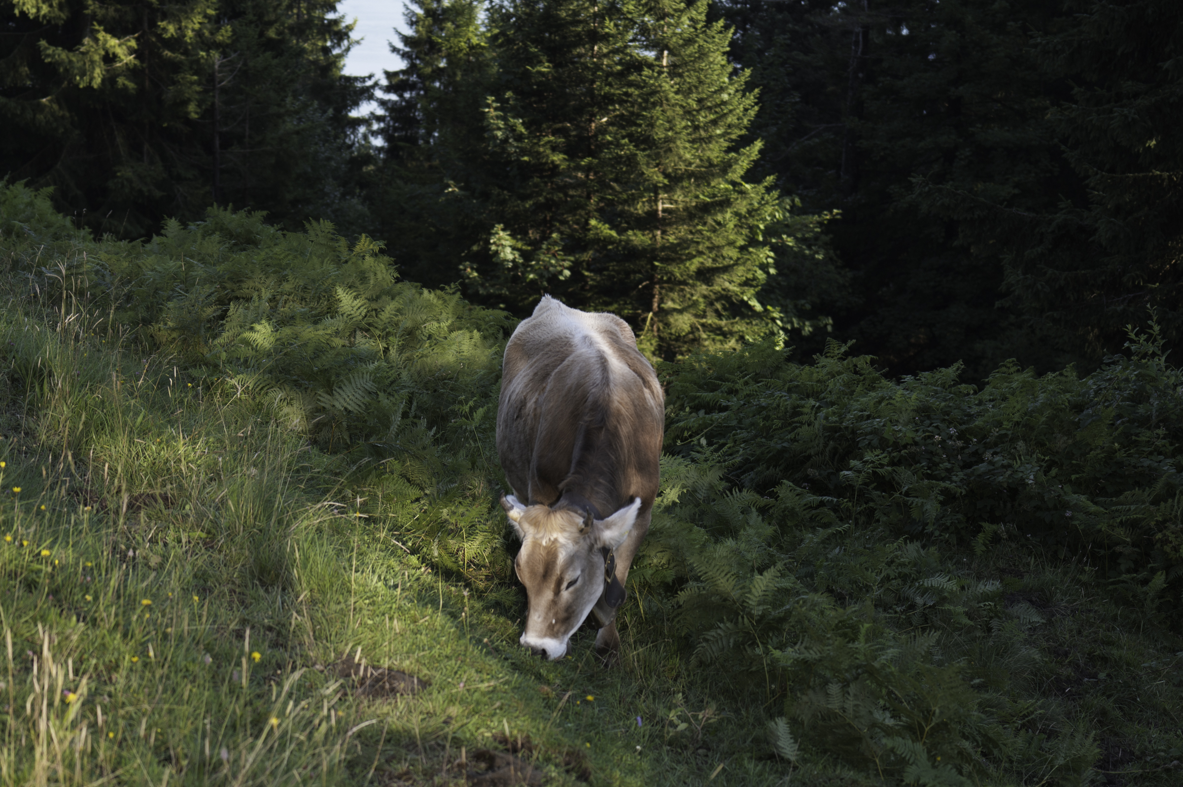 And another cow by the side of the railway.