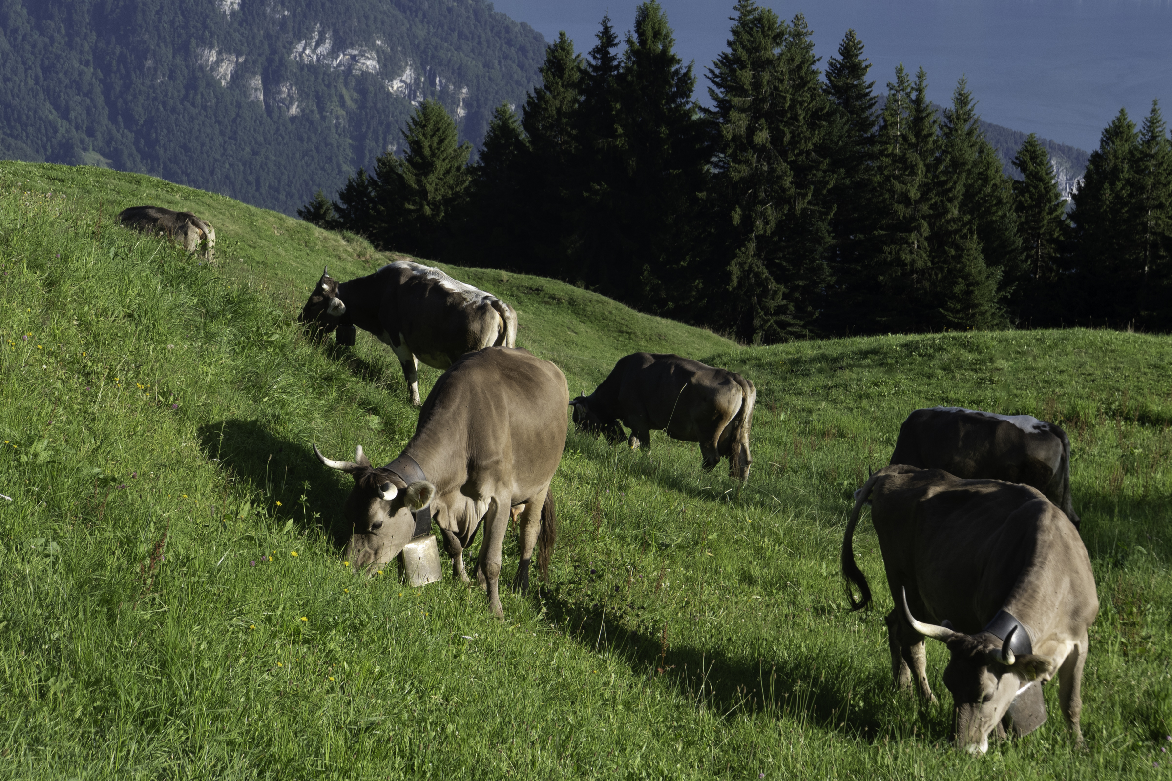 Cows in a field on Mount Rigi.