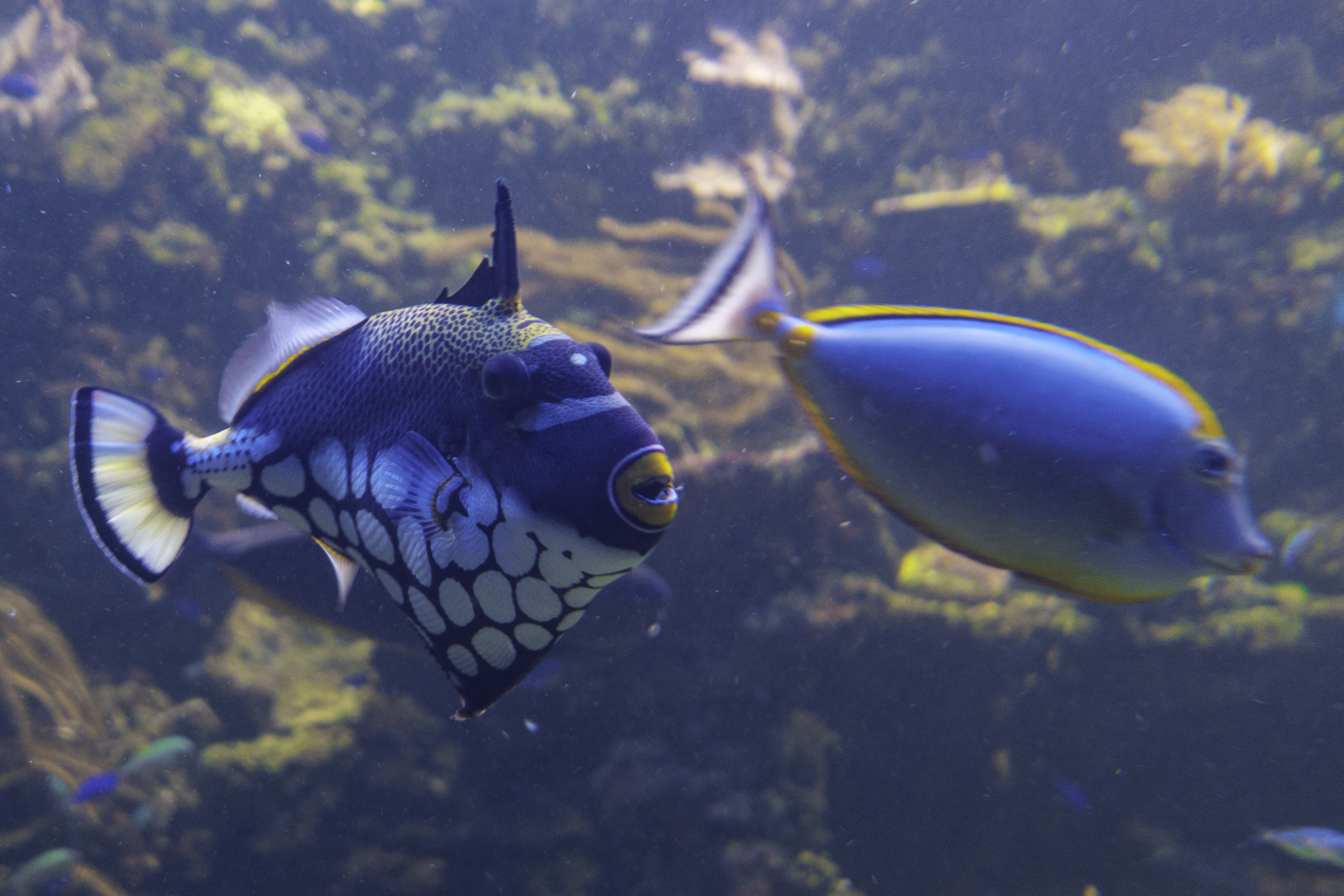 Fish in the pool area aquarium.