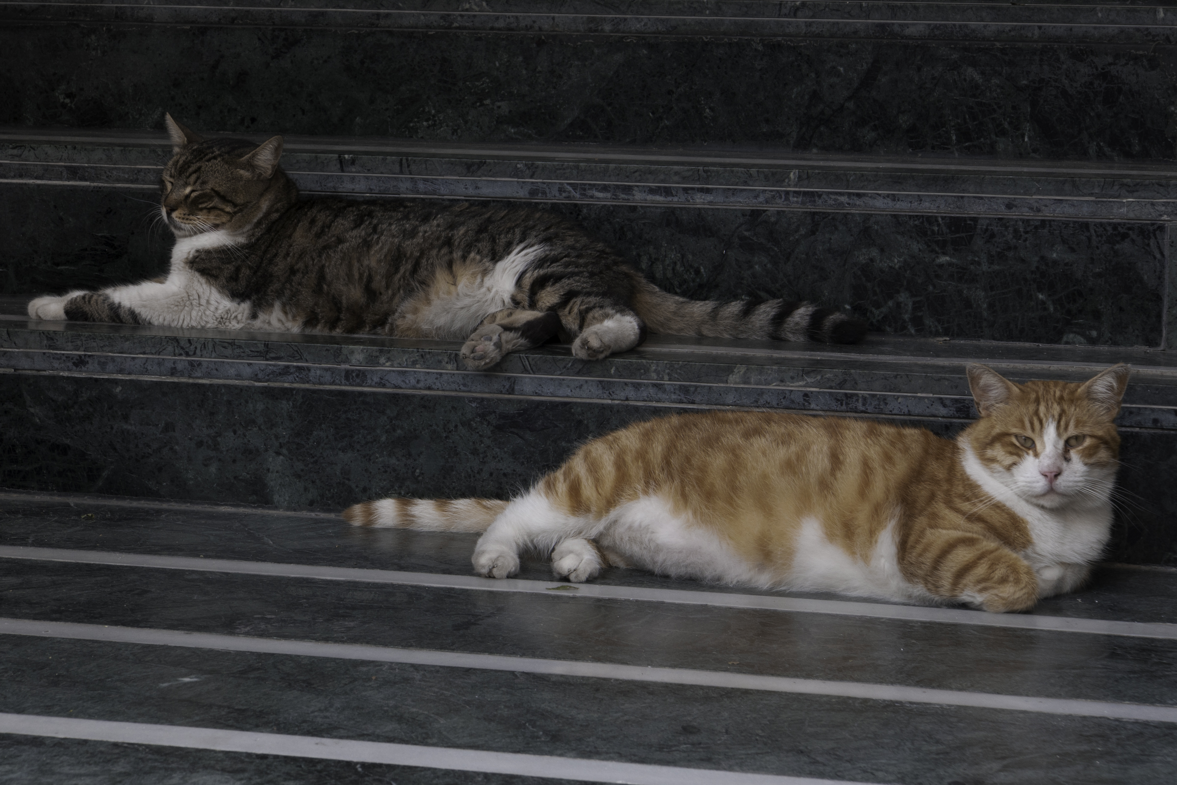 Istanbul street cats.