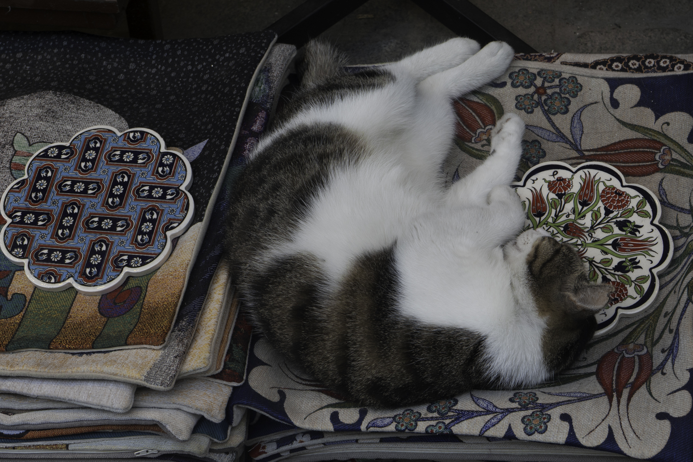 Istanbul street cat.