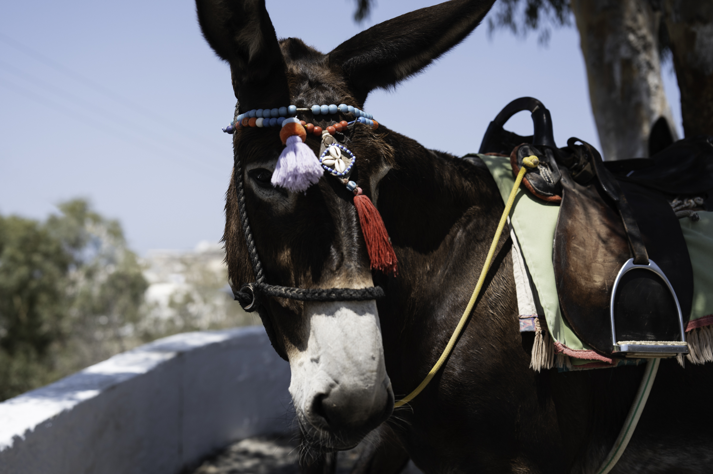 Donkey in Piros.