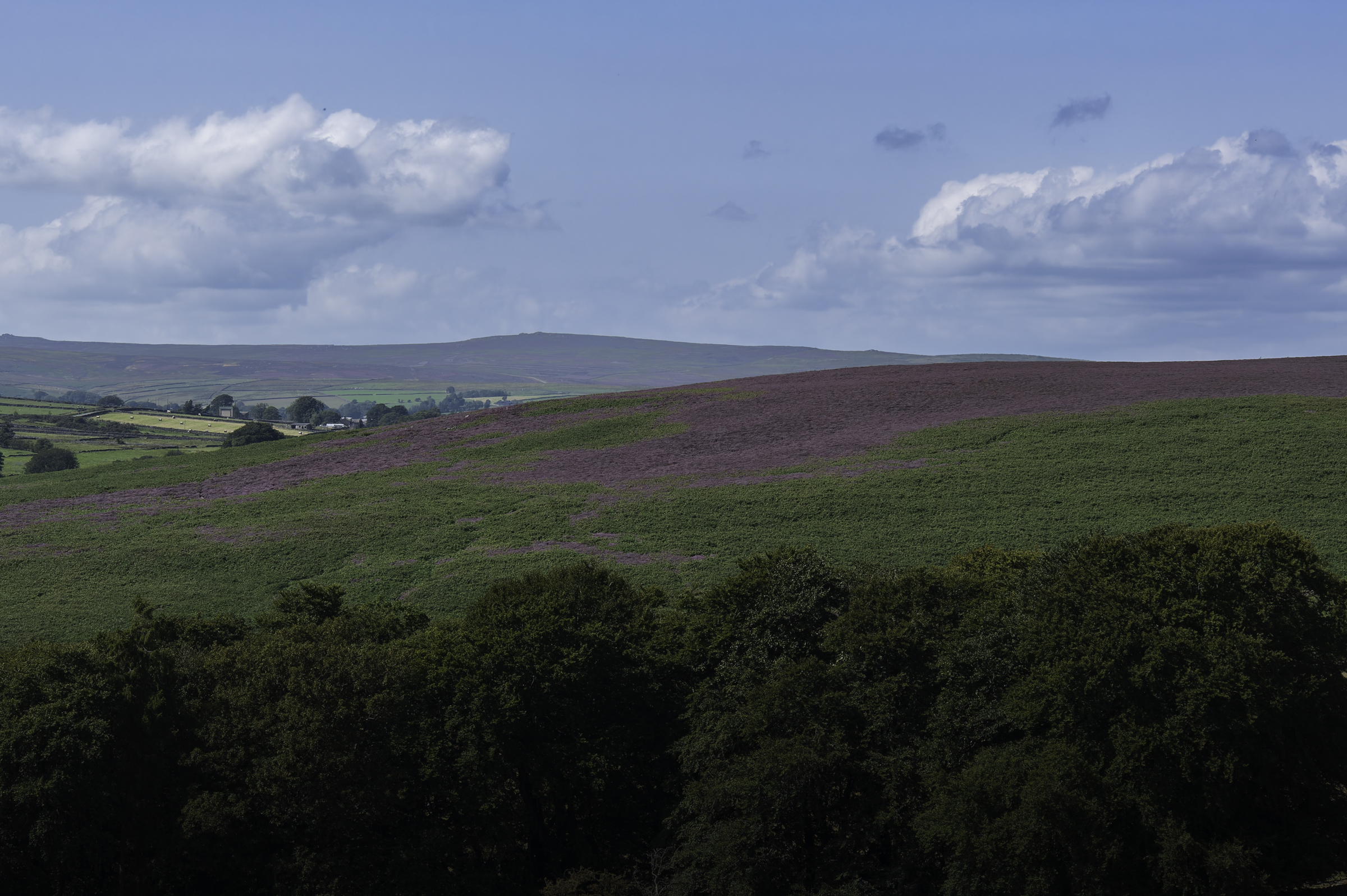 Heather in the Yorkshire Dales National Park.