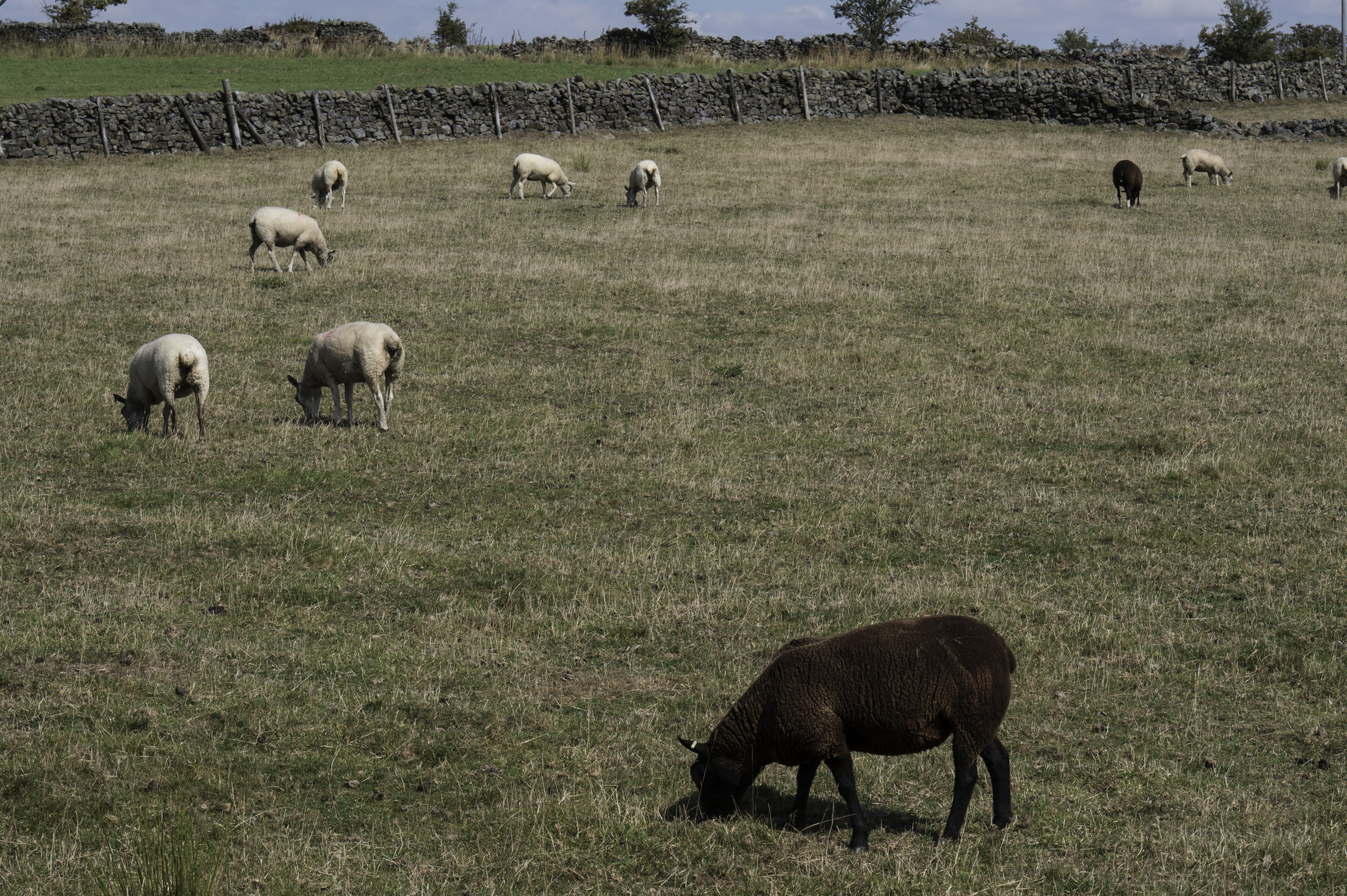 Sheep in a paddock defined by dry stone walls in the Yorkshire Dales National Park.