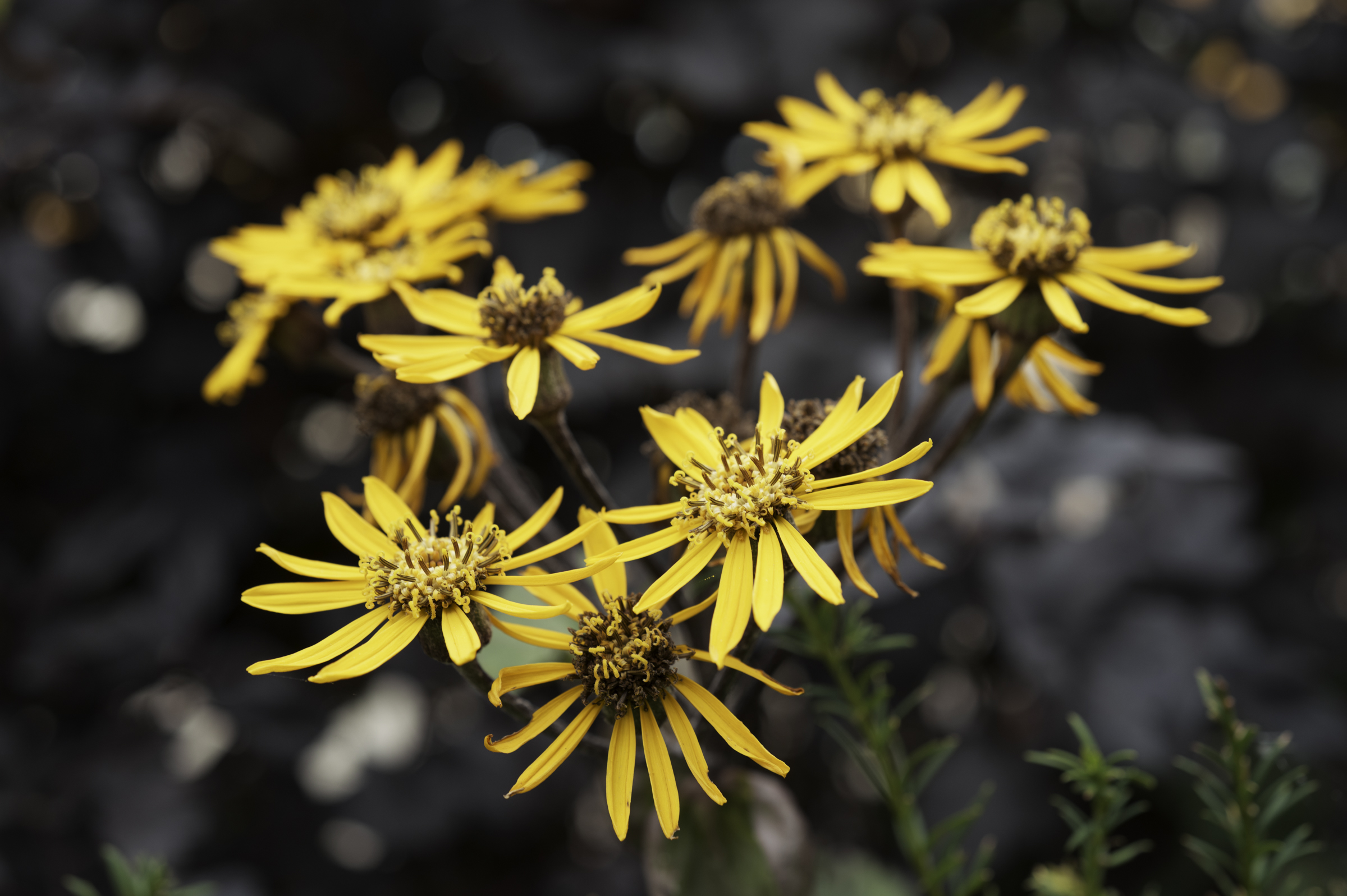 Flowers at Grantley Hall.