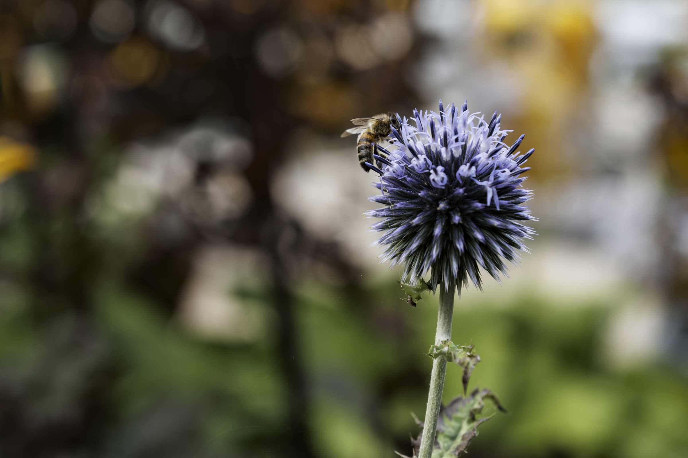 Flowers at Grantley Hall.
