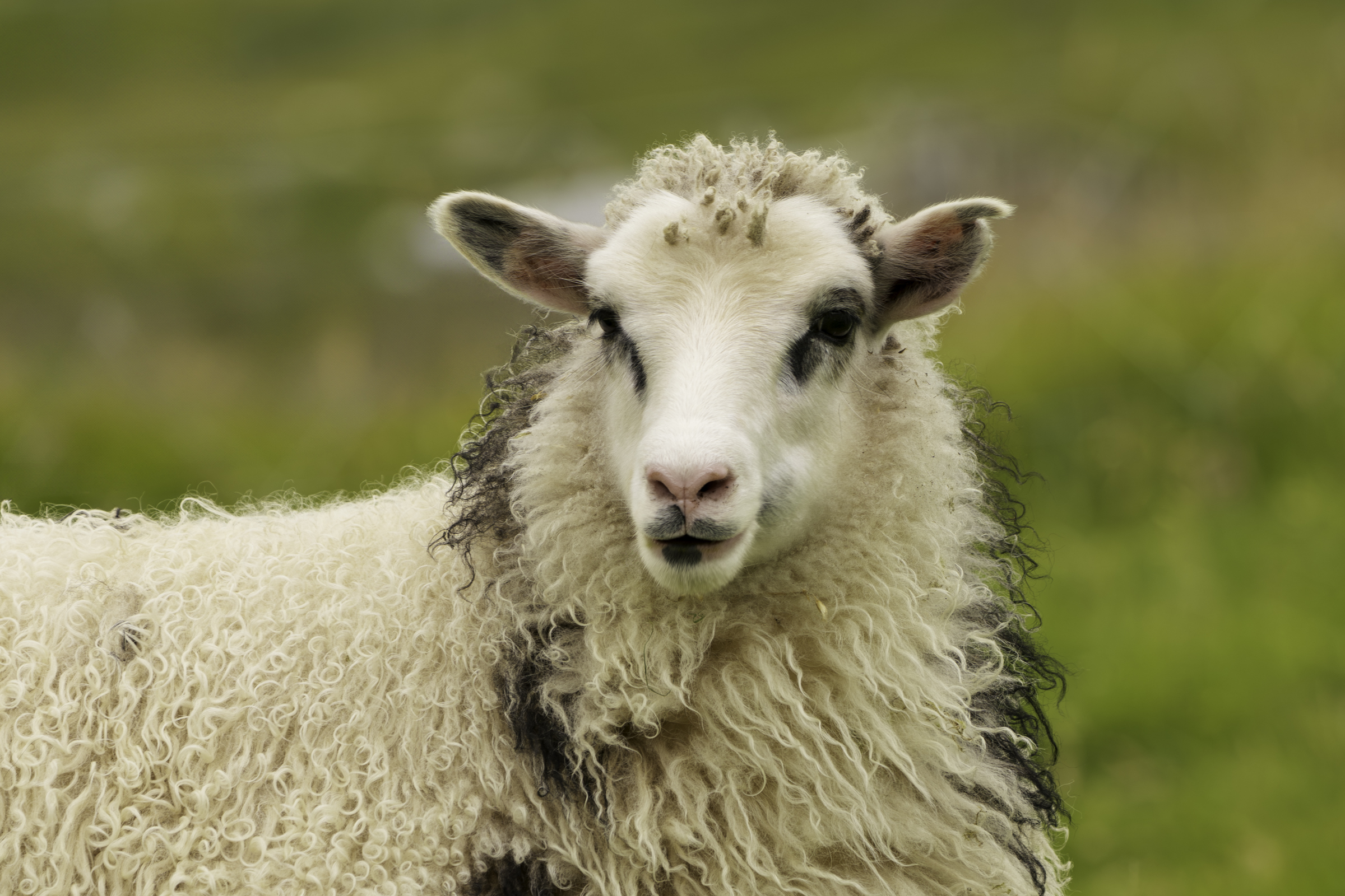 A Faroese sheep.