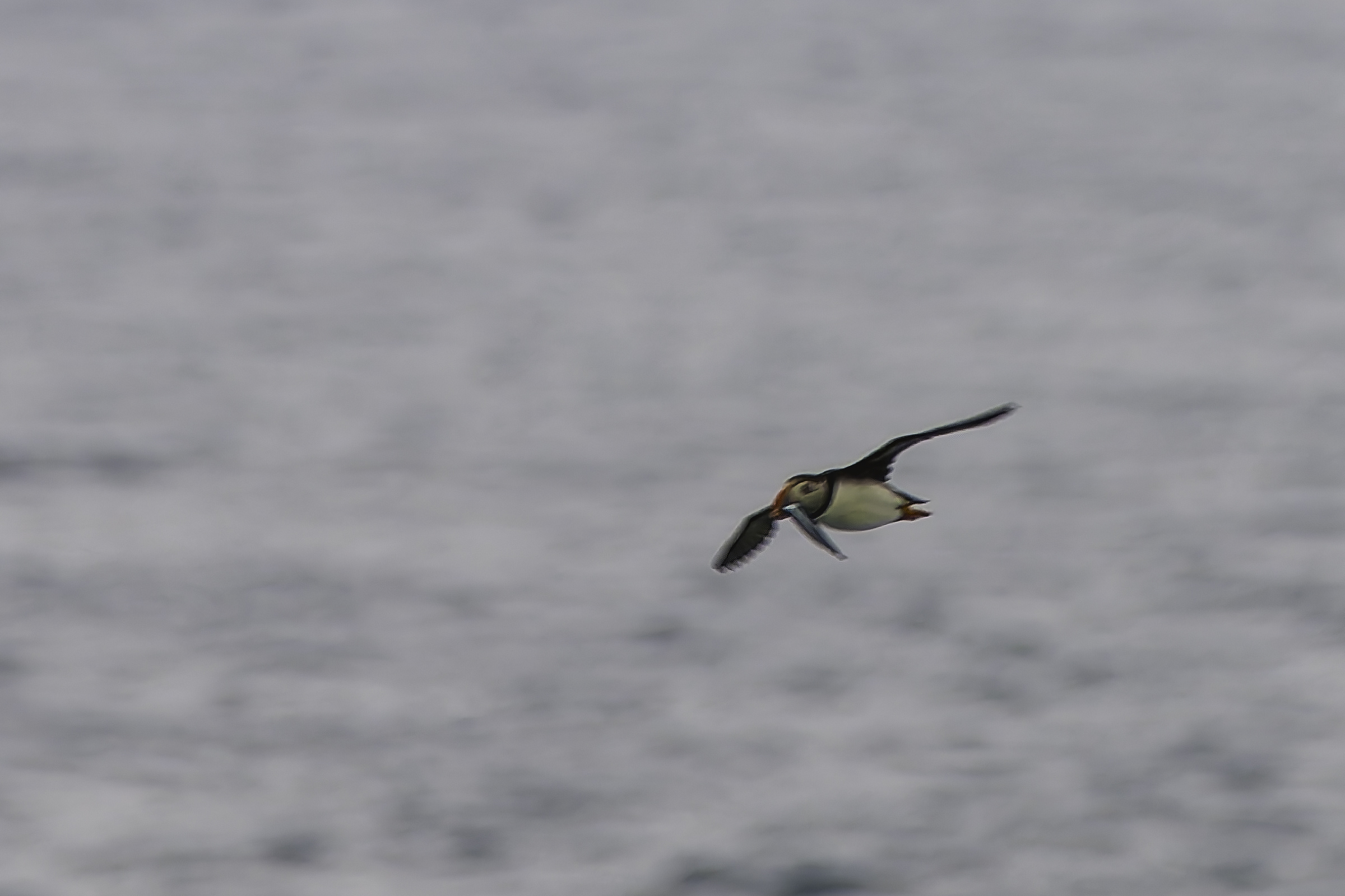 Puffin returning after a successful hunt for fish.