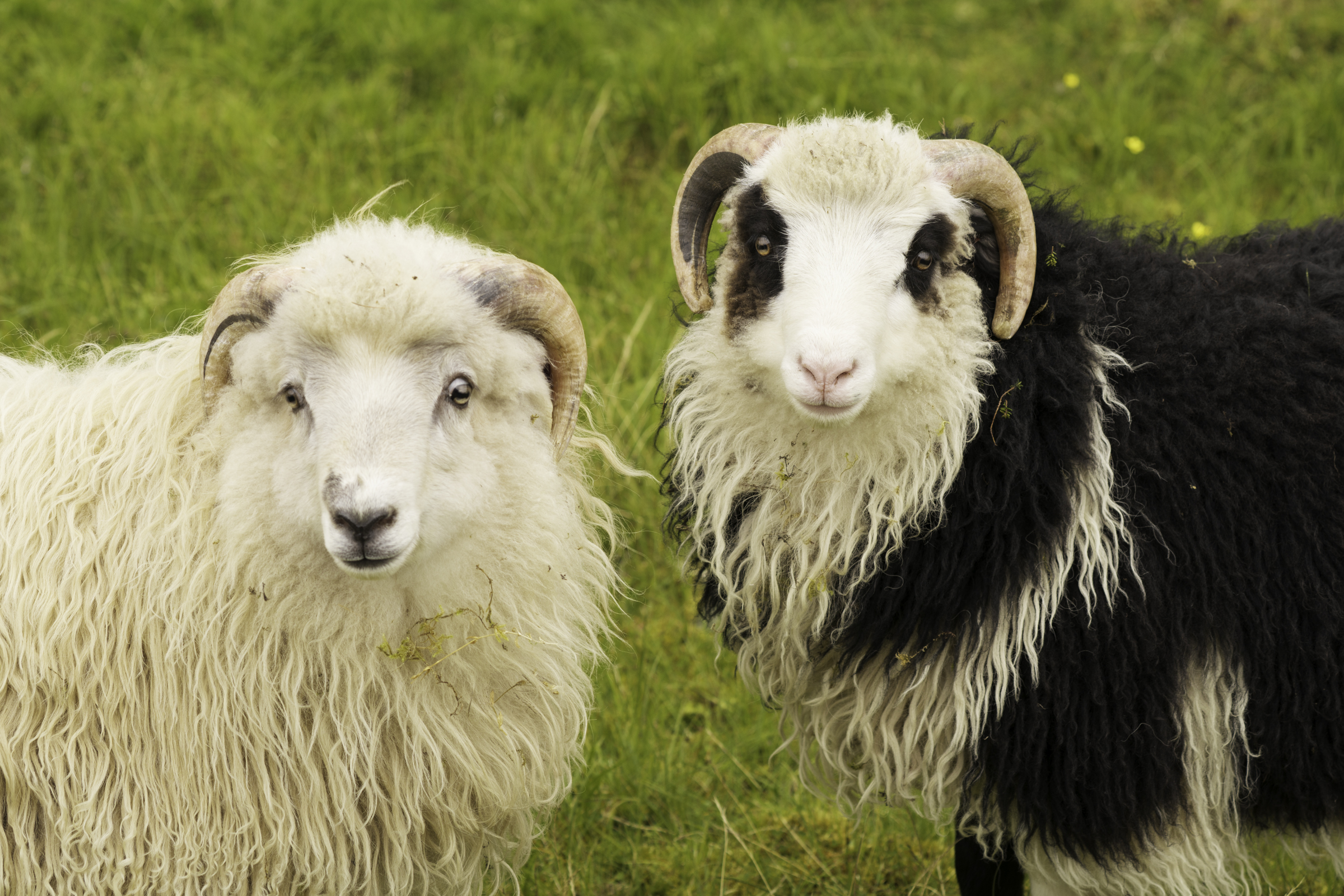 Faroese sheep.