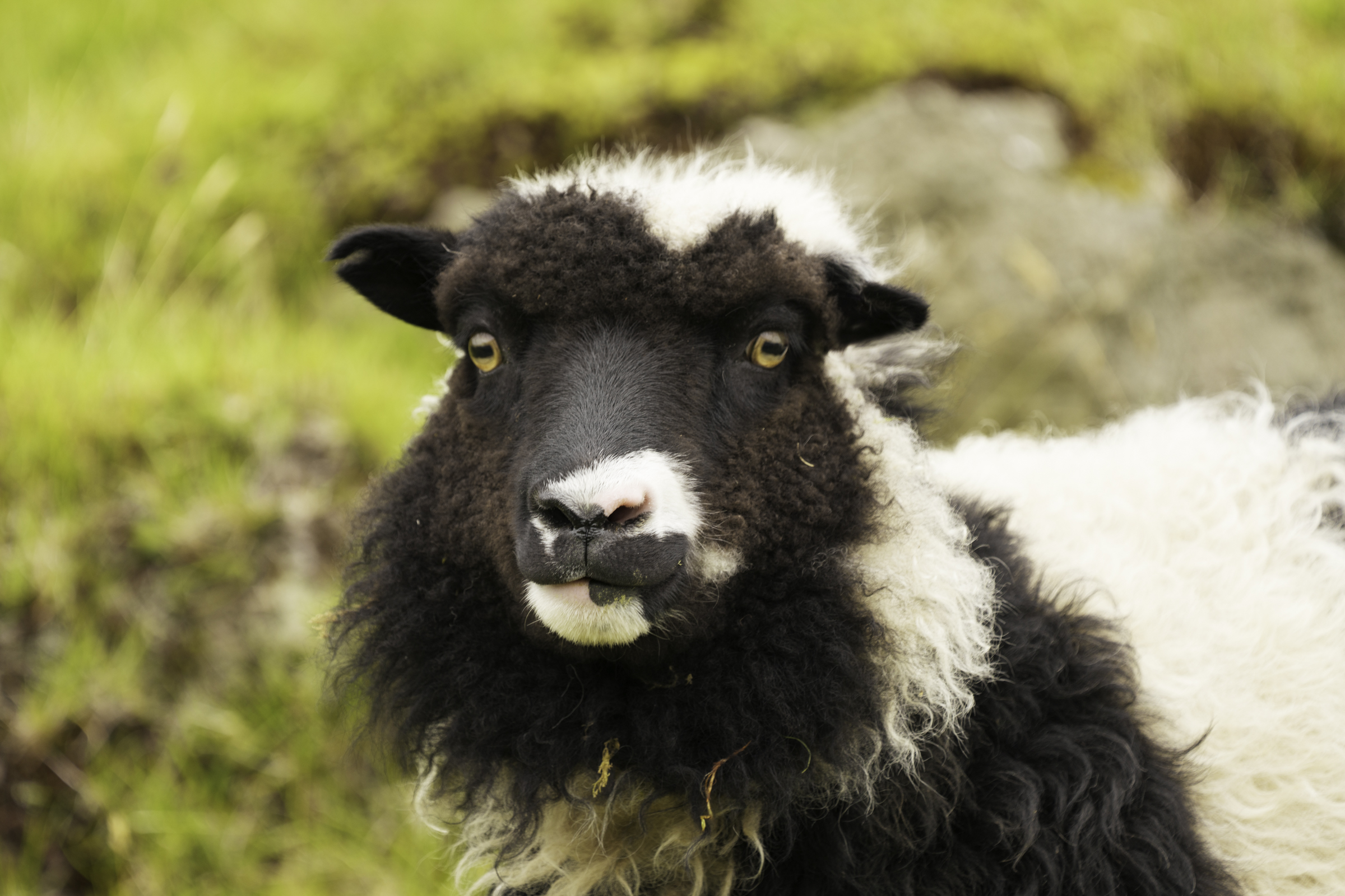 Faroese sheep.