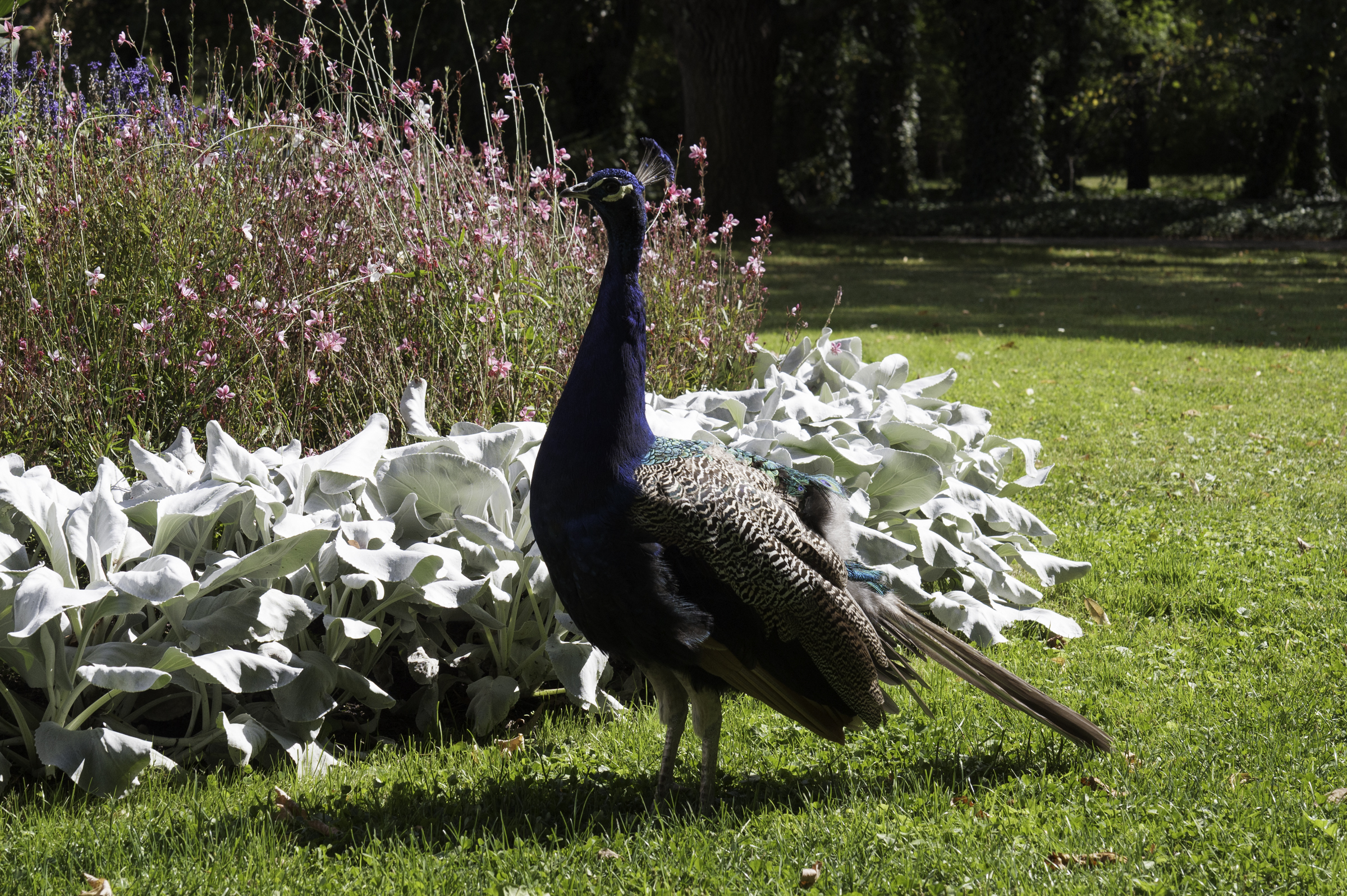 Peacock in Łazienki Park.