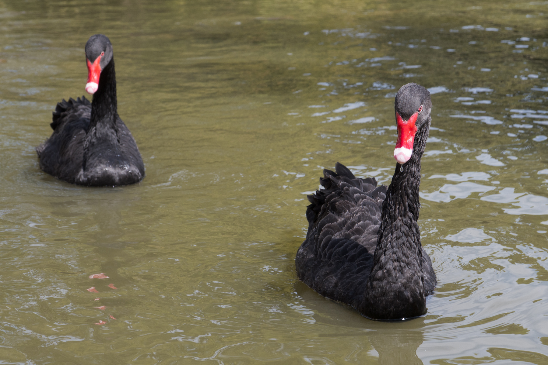 Black swans in Retiro Park, Madrid.