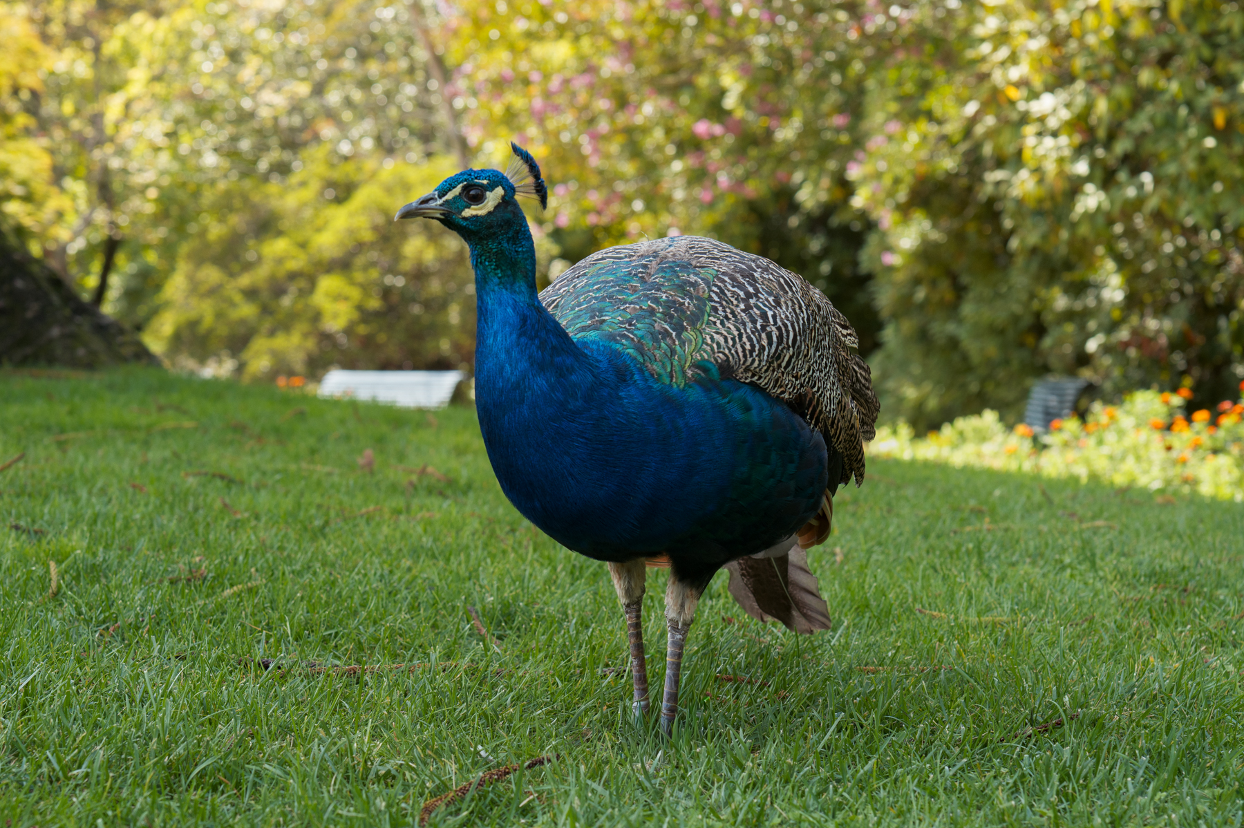 Peacock in Jardins do Palácio de Cristal in Porto.