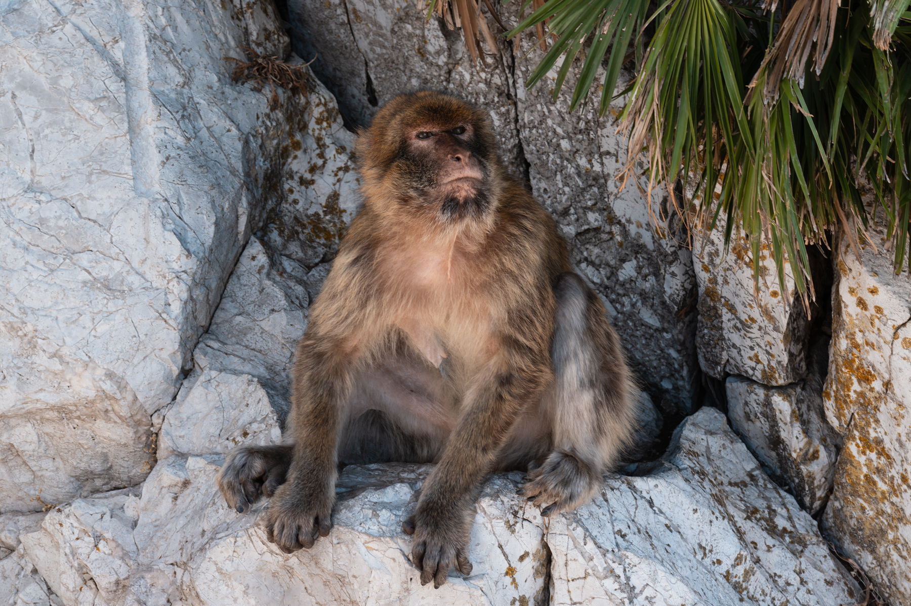 A Barbary macaque on the Rock of Gibraltar.